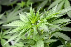 Condenan a cocinero que fue descubierto con 31 plantas de cannabis en su casa
