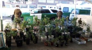 Absuelven a familia descubierta con 61 plantas de cannabis