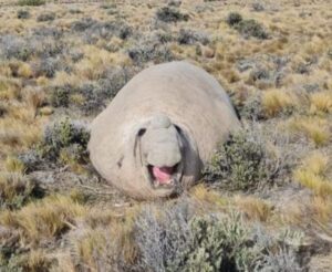 En proceso de cambio de piel se encuentra elefante marino de Tierra del Fuego