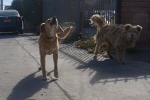 Fiscalía decide no perseverar en envenenamiento masivo de perros de la bocatoma