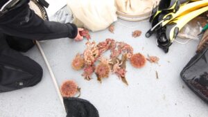Investigadores confirman dos linajes de centollas en mares nacionales
