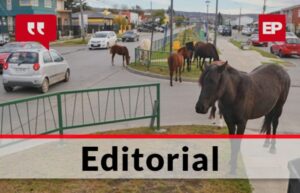 La tenencia irresponsable de animales en Magallanes