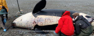 Sernapesca y científicos realizan necropsia a orca varada en Bahía Posesión