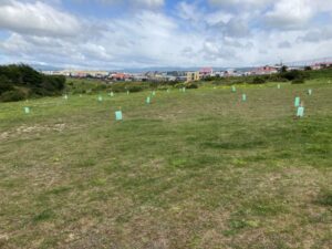 Conaf y municipio plantan más de 1.000 lengas