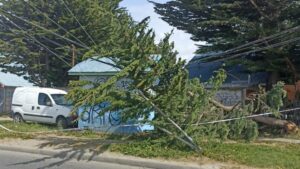 Fuerte viento provocó la caída de árboles en Punta Arenas