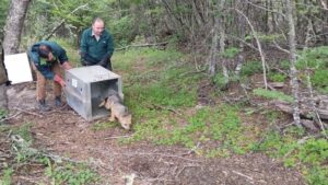 Reinsertan en su ambiente natural a zorro culpeo que deambuló  por centro de Punta Arenas