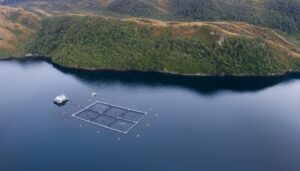 Proyecto busca prevenir y sancionar el escape de salmones