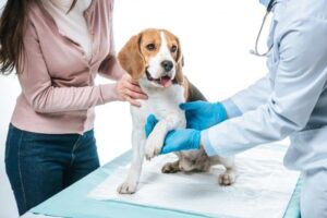 Servicios veterinarios y la disyuntiva por cobro del IVA: “Los perjudicados son los clientes”
