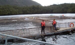 Cermaq pidió ampliar centro acuícola con una inversión de dos millones de dólares