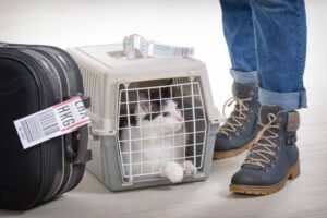 Hasta 60 mil pesos por tramo puede costar viajar en avión con una mascota desde Magallanes