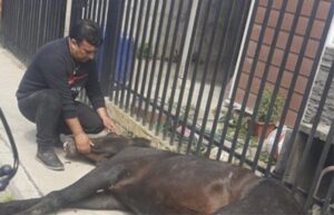 Dos caballos fallecen por mal cuidado de sus dueños