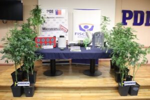 Dejan libre a sujeto que tenía 76,8 gramos y 18 plantas de cannabis sativa en su domicilio