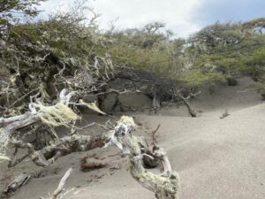Ganadería enfrenta su peor crisis en décadas