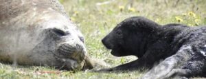 Sernapesca llama a observar la fauna marina con distancia y respeto