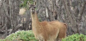 Por sobrepoblación de guanacos, ganaderos piden sumarse a las cuotas de caza