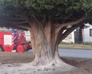 Punta Arenas: antisociales intentaron incendiar conocido árbol de Av. Colón