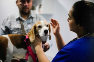 Este verano aumentaron las consultas veterinarias para certificados de viaje