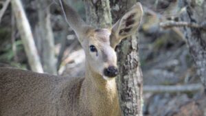 Registran por primera vez a un huemul en la Reserva Magallanes