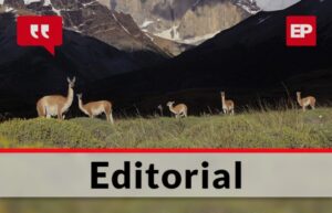 El peligro que siguen generando los guanacos