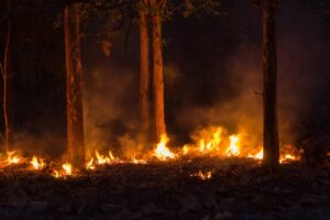 Incendios forestales en Chile: hasta ayer Senapred contabilizó 204 focos y 13 muertos