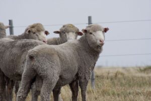 Ganadero presenta recurso de protección por pérdida de animales en Ojo Bueno