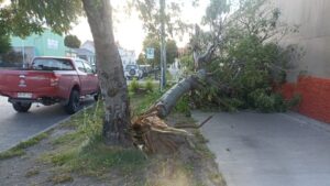 Temporal de viento en Punta Arenas: estragos dejaron rachas de hasta 145km/h