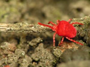 Época de arañitas rojas: los diminutos ácaros que conviven con humanos