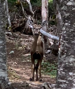 Se confirma presencia de huemul en Reserva Magallanes