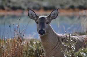 Lanzan proyecto de protección del huemul