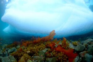 Investigadores describen inexplorado hábitat en Antártica
