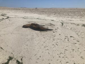 Confirman en Chile el segundo caso positivo de influenza aviar en lobo marino común