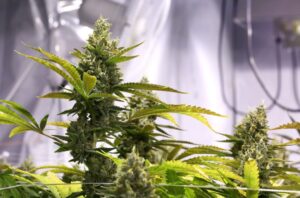 Hombre mantenía 273 gramos de marihuana en su hogar: es investigado por la Fiscalía