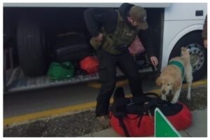 Can de OS-7 detecta droga en bolso de pasajero que viajaba a Punta Arenas