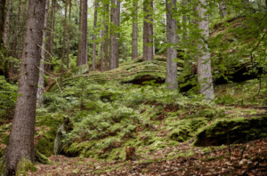 Día Internacional de los Bosques: ¿Por qué es tan importante cuidarlos?