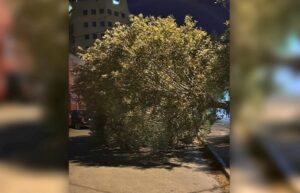 Árbol cayó en plena calle en el centro de Punta Arenas