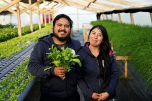 Con tres nuevos invernaderos, pareja  natalina apuesta por cultivos hidropónicos