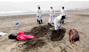 Miles de lobos marinos han muerto en Perú debido a la gripe aviar