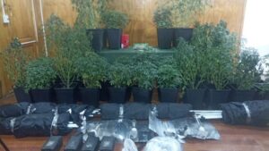 Incautan plantación de marihuana en conocida población de Punta Arenas