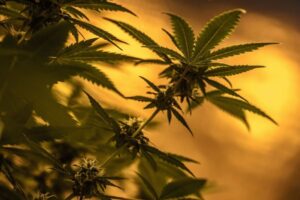 Arraigo regional para sujeto investigado por cultivo y microtráfico ilegal de marihuana
