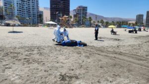 Influenza Aviar: más de 700 animales han varado muertos en las costas de Chile