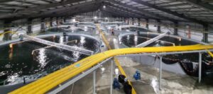 Inician nuevos procedimientos sancionatorios contra Nova Austral por sobreproducción de salmones en Magallanes