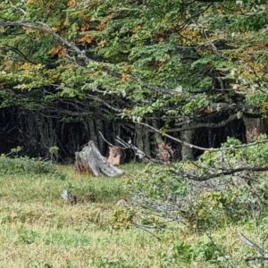 SAG llama a la tranquilidad frente a avistamientos de pumas