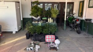 Detienen a mujer por tráfico y cultivo de marihuana en Puerto Natales