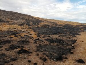 Conaf dio por extinguido el incendio forestal de Tierra del Fuego