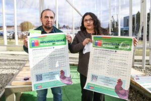 Gripe Aviar: 29 aves silvestres han sido analizadas en Magallanes