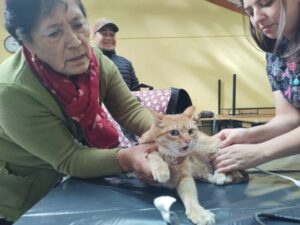 Mascotas natalinas fueron vacunadas y desparasitadas