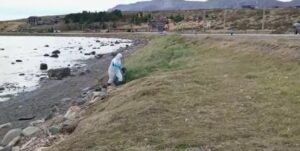 Más de 60 aves muertas fueron retiradas el fin de semana en borde costero de Última Esperanza