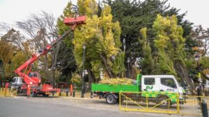 Municipio intervino de manera preventiva 6 especies de álamos de la Plaza de Armas