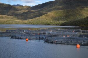 Gobierno no habría zanjado solución para Porvenir y solo habilitan acopio para salmones