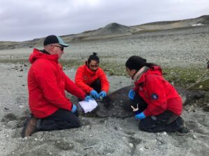 La valiosa información oceanográfica en la Antártica que entregan las focas